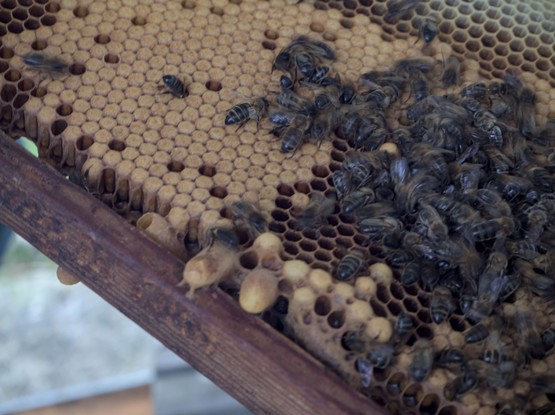 Primeiro plano de abellas traballando nun panal. podemos ver celdas abertas e operculadas e no borde inferior do marco podemos ver "realeras" (celdas de cria de raiñas)