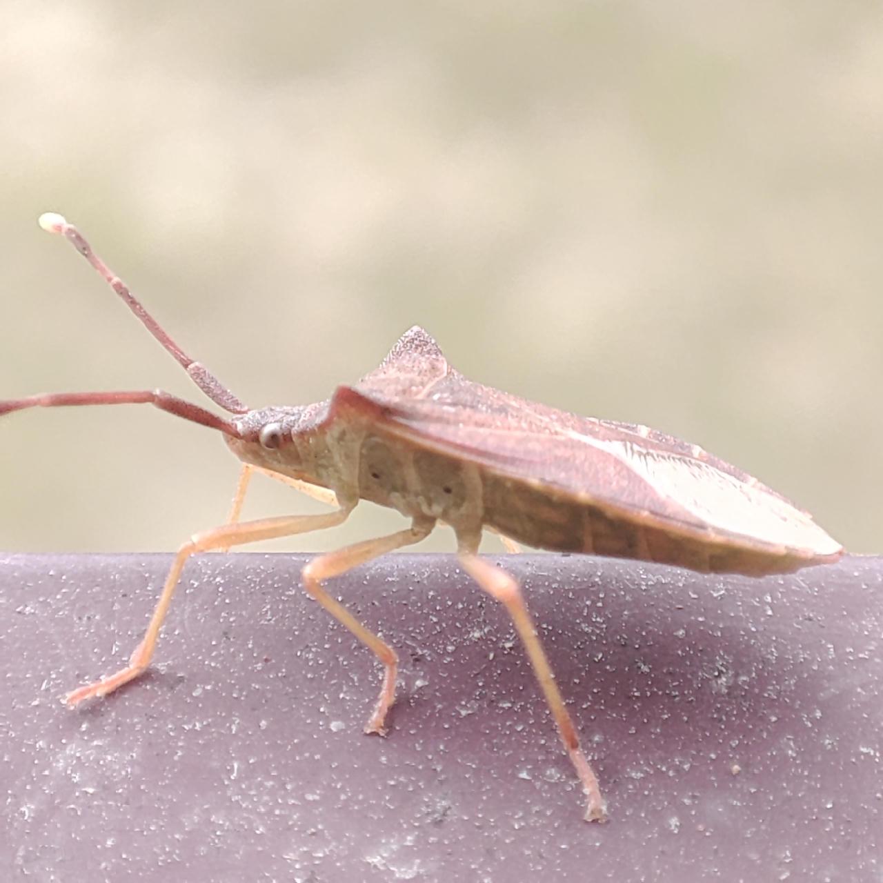 Un becho de corpo plano, cabeza puntiaguda cos ollos na base e duas antenas na punta. Todo el de cores da herva seca.
Co ruido da foto marchou voando
