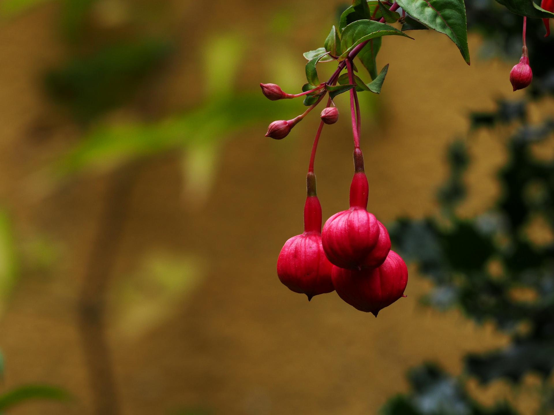 En primeiro plano: flores de fucsia sen abrir, no fondo moi difuminado un acivro en fronte dunha parede amarela.